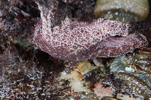 Purple Star Fish