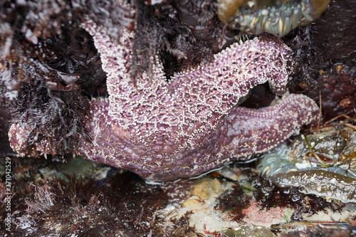 Purple Star Fish