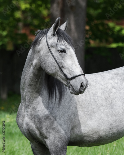 Fototapeta Naklejka Na Ścianę i Meble -  Portrait of a beautiful gray horse looks back on natural green summer background, head closeup