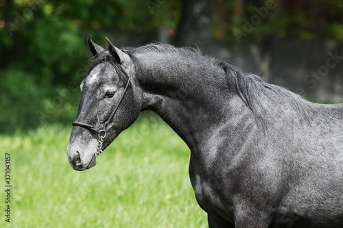 Portrait of a beautiful dark gray horse on natural green summer background, head closeup