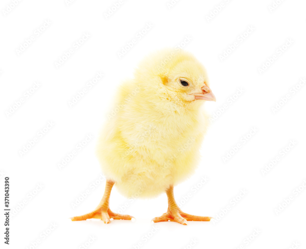 Small yellow chicken.