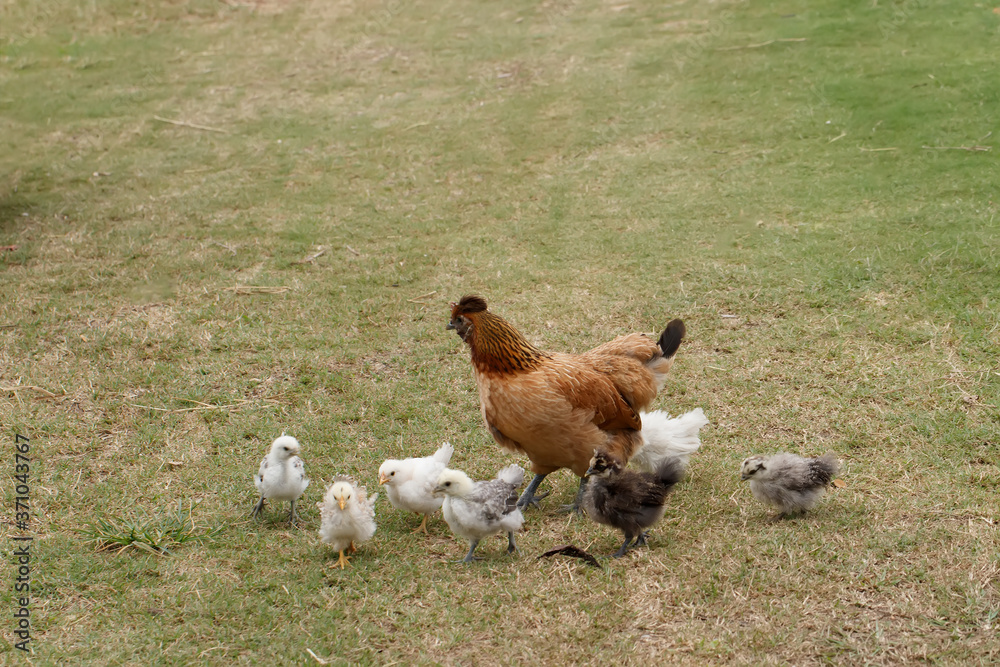 Hen with chickens on the green grass Hen with chickens on the green grass