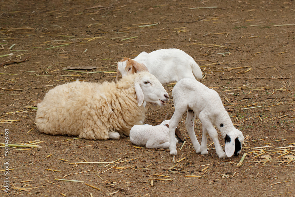 Fototapeta premium Lambs With Mother Sheep