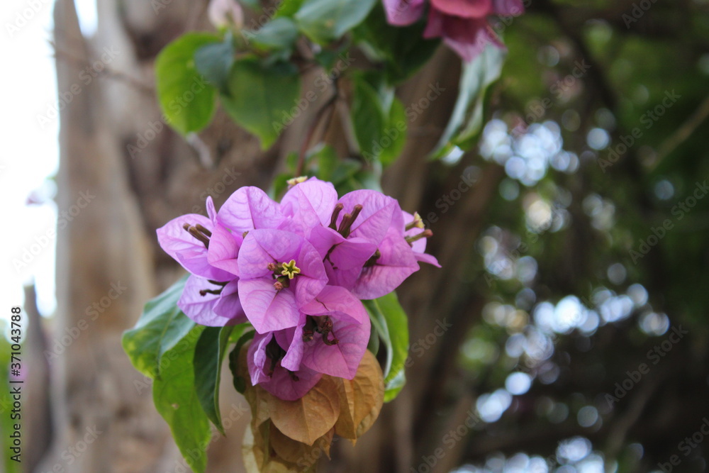 Blooming pink magnolia flowers in the garden Blooming pink magnolia flowers in the garden