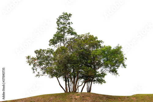 Cutout tree line. Forest and green foliage in summer. Row of trees and shrubs isolated on white background. Forest scape.