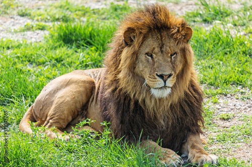 Lion Resting on the Grass
