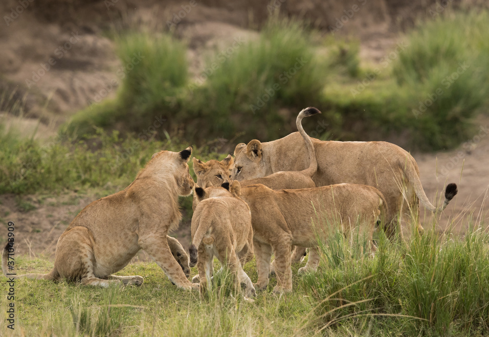 Lioness surrounded by her cubs, Masai Mara