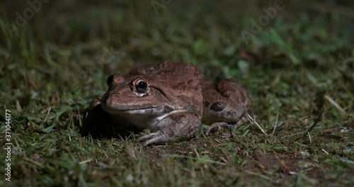 hoplobatrachus tigerius frogg in grass seating still photo