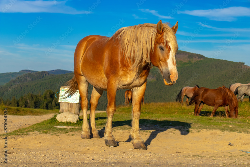 horses in the field horses in the field