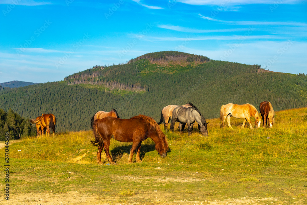 horses on the meadow