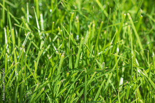 Juicy green grass in the sun that grows on a garden plot