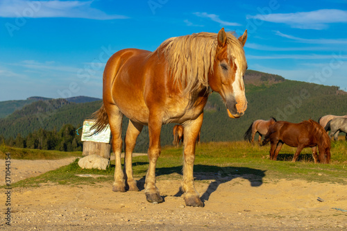 horses in the field