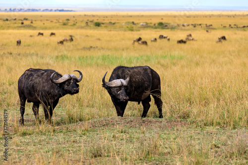 Fototapeta Naklejka Na Ścianę i Meble -  Afrikanischer Büffel in der Savanne an der Masai Mara, Kenia.