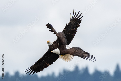 Eagle battle