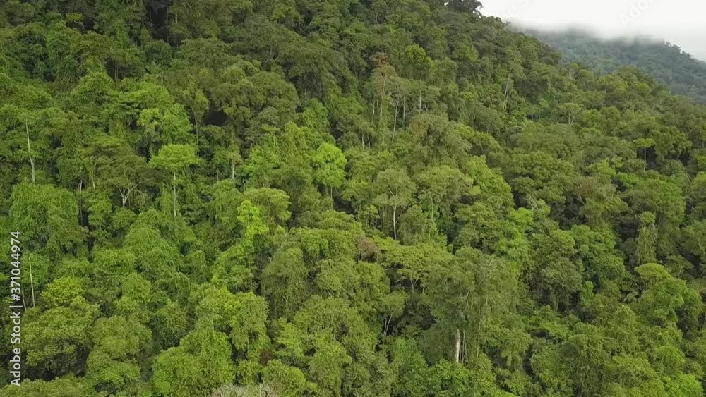 aerial drone view of many green trees from a hill in the jungle aerial drone view of many green trees from a hill in the jungle