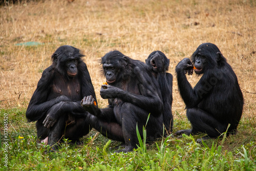 Famille bonobo photo