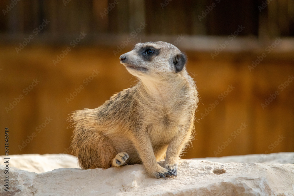 Fototapeta premium Suricate regarde au loin