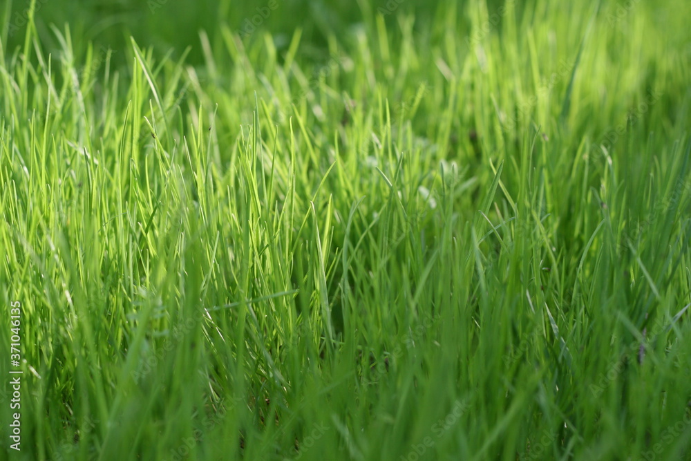 green grass background