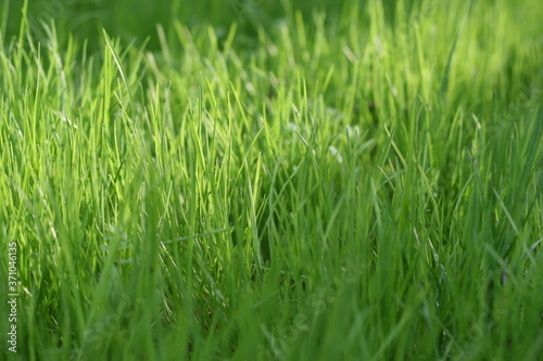 green grass background © Natalia