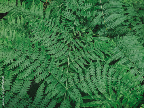 fern leaf background