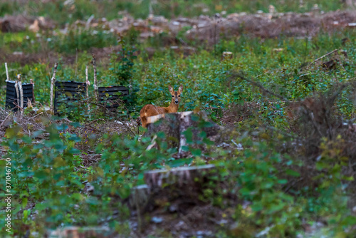 Foto a small deer in a forest felling behind a stump