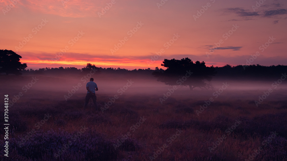 Heideblühen Westruper Heide, Sonnenaufgang, Nebel