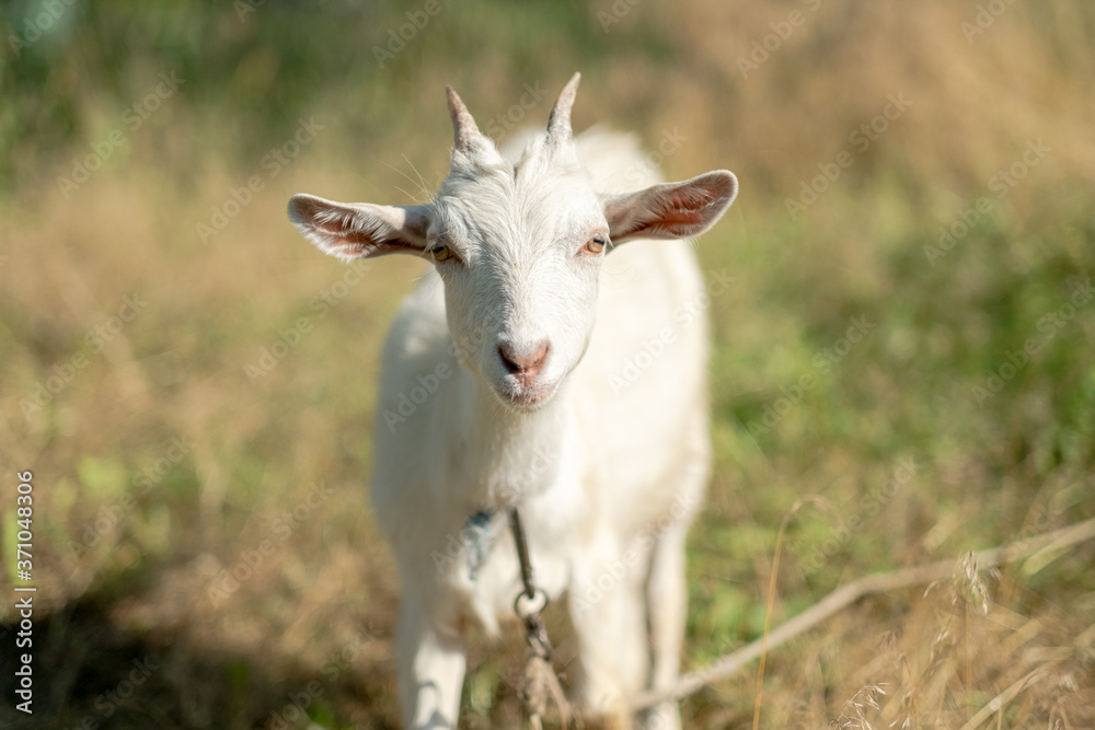 Young white goat eats grass in a summer meadow. White goat grazes in the meadow. Young white goat eats grass in a summer meadow. White goat grazes in the meadow.