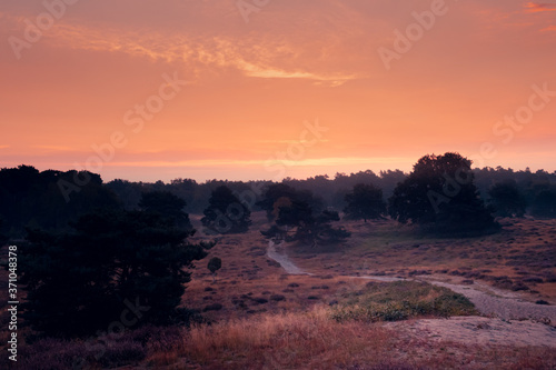 Heideblühen Westruper Heide, Sonnenaufgang, Nebel