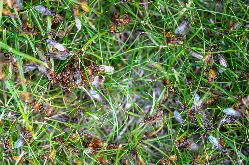 Yellow Meadow ant, Lasius flavus, winged queens emerging from ground about to fly to start new nest Yellow Meadow ant, Lasius flavus, winged queens emerging from ground about to fly to start new nest