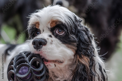 Obraz na plátne American cocker spaniel with ball in his mouth