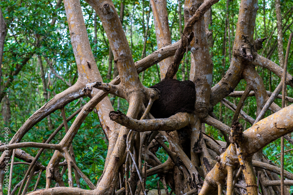 Nid de fourmi, mangrove