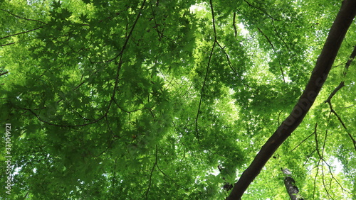 green leaves in the forest