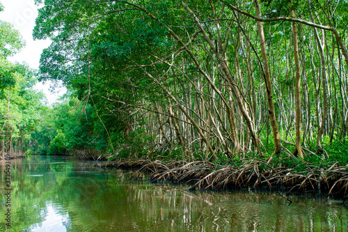 Mangrove Guadeloupe, canal des Rotours