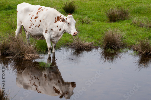 Ayrshire cattle are a breed of dairy cattle from Ayrshire in southwest Scotland. Ayrshires typically have red and white markings; the red can range from a shade of orange to a dark brown. photo