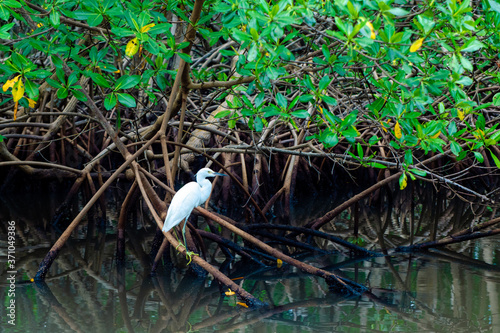 Aigrette, mangrove, Guadeloupe