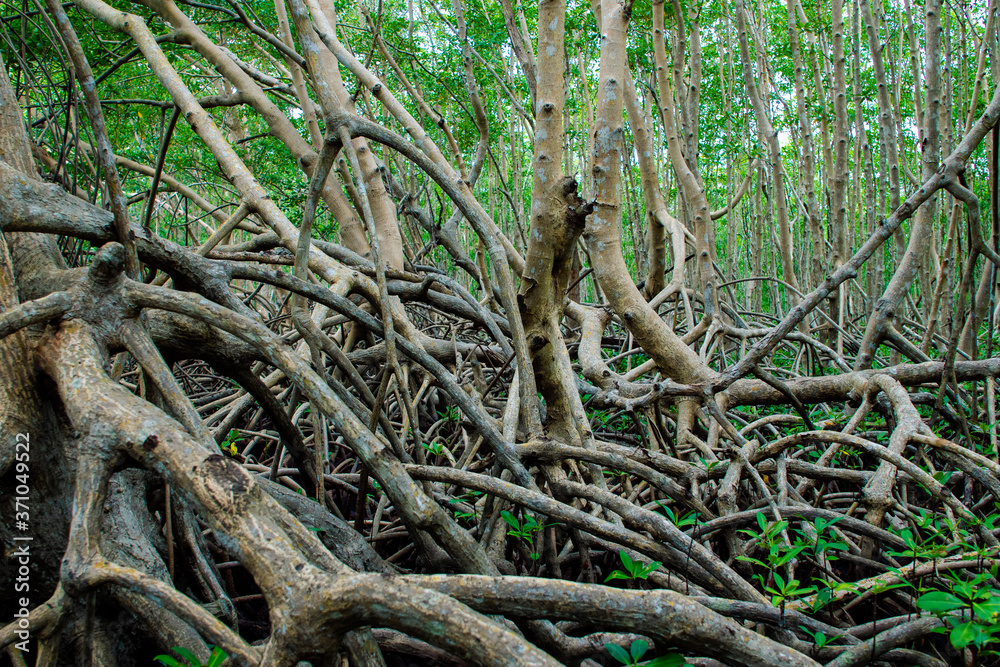Obraz premium Forêt de palétuviers, mangrove, Guadeloupe
