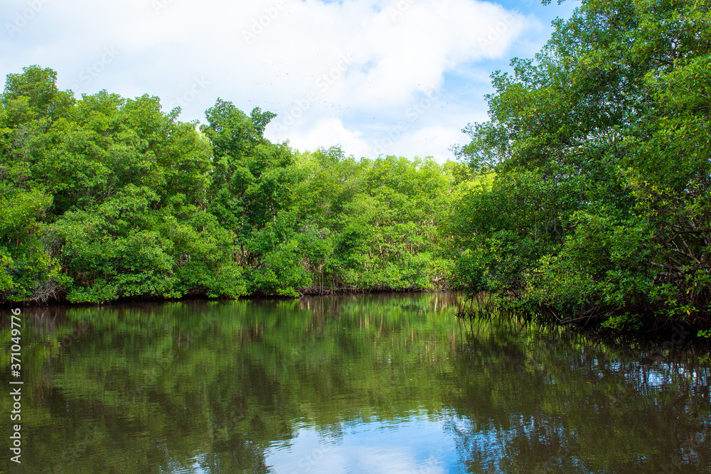 Mangrove, Guadeloupe