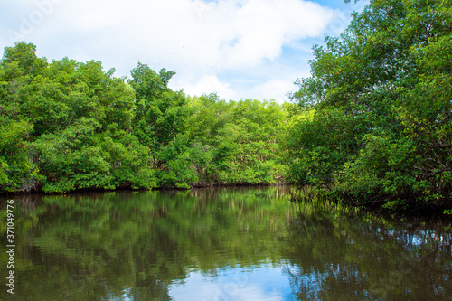 Mangrove  Guadeloupe