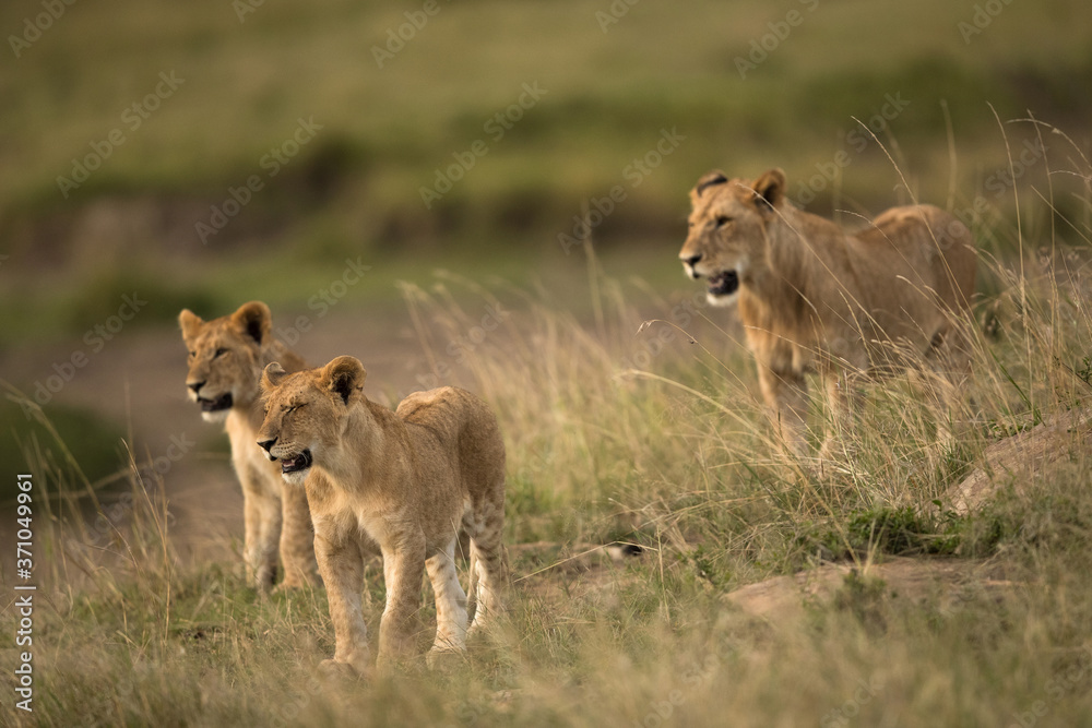 Lion cubs looking in one direction at Masai Mara, Kenya Lion cubs looking in one direction at Masai Mara, Kenya