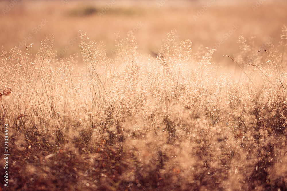 Fototapeta premium Gras Steppe