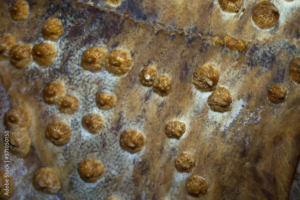halibut flounder fish leather background texture Stock Photo Adobe Stock