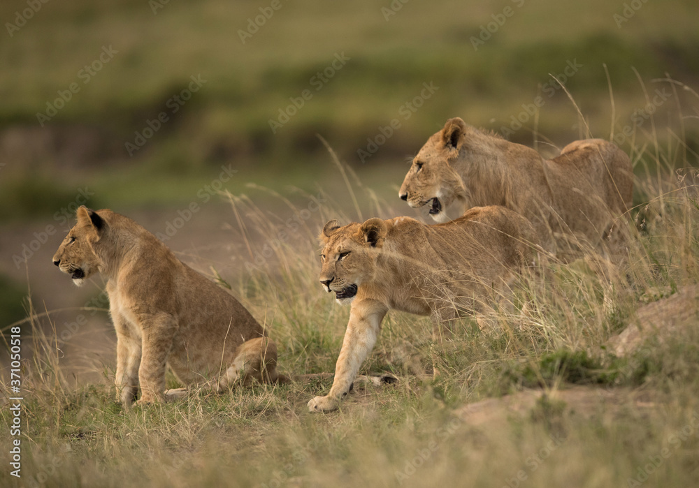 Fototapeta premium Lion cub in the grassland, Masai Mara, Kenya