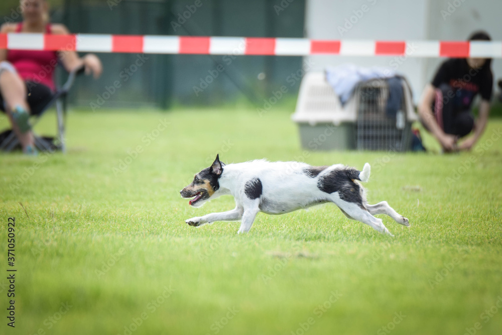 Jack russel terier is running on agility czech competition in Pesopark.  She is so fast