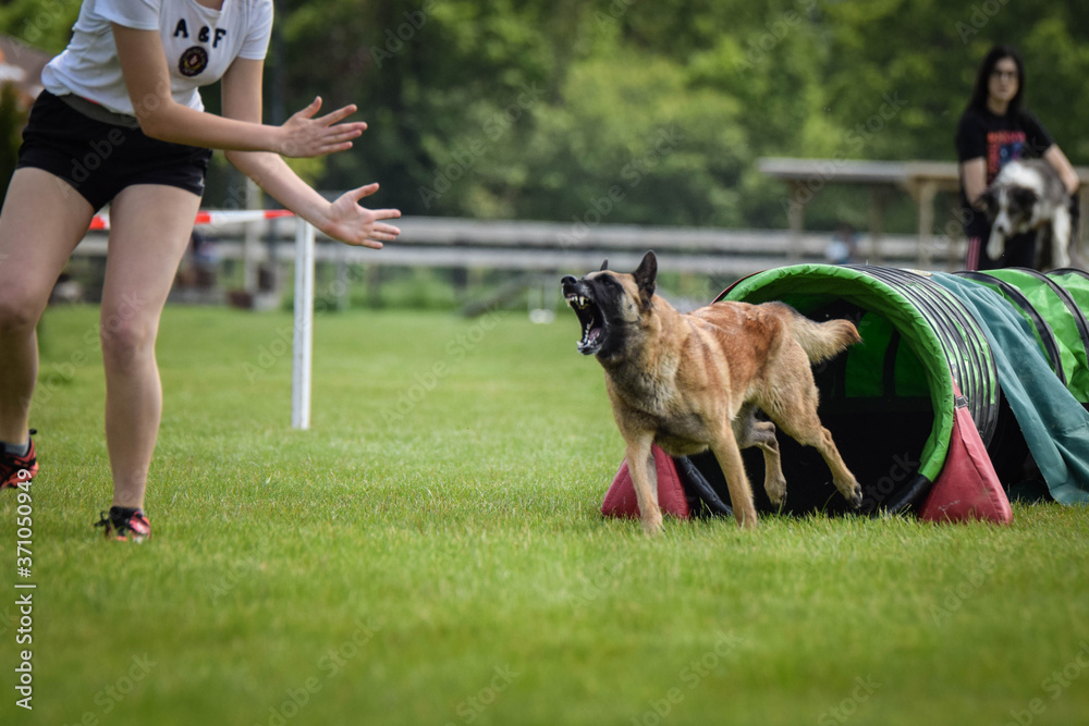 Belgian Malinois in agility tunel. Amazing day on czech agility competition. They are middle expert it means A2. Belgian Malinois in agility tunel. Amazing day on czech agility competition. They are middle expert it means A2.