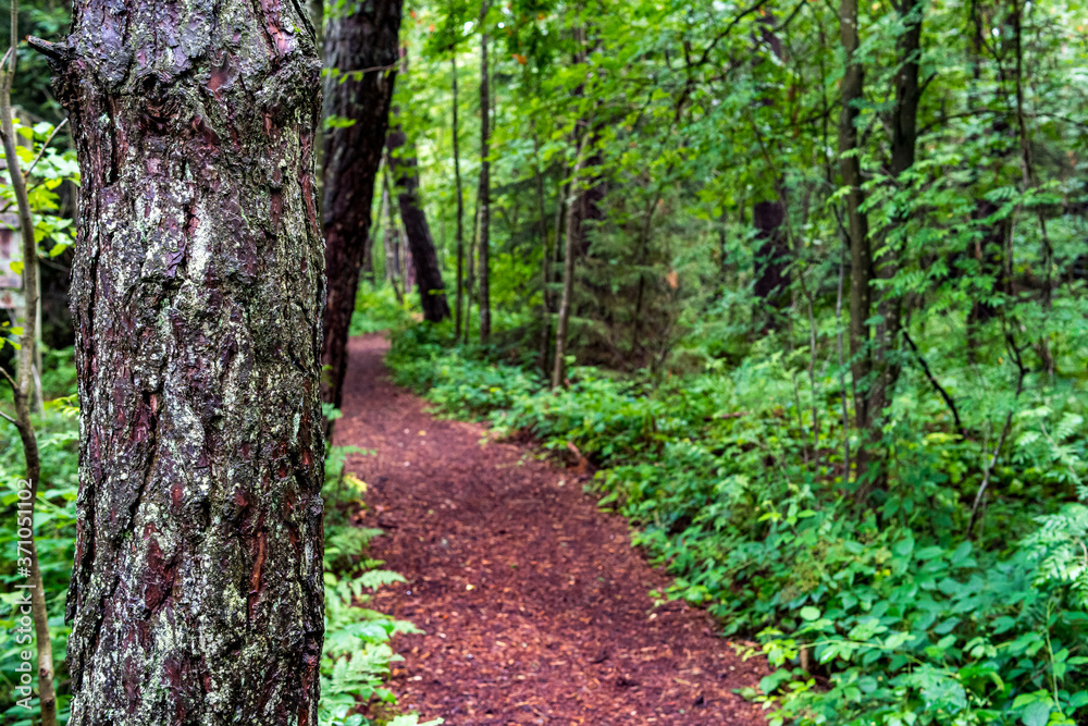 Obraz premium Nature reserve Wilhelmsdorf Pfrunger Ried in Upper Swabia