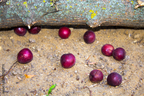 plums on the ground, harvest photo