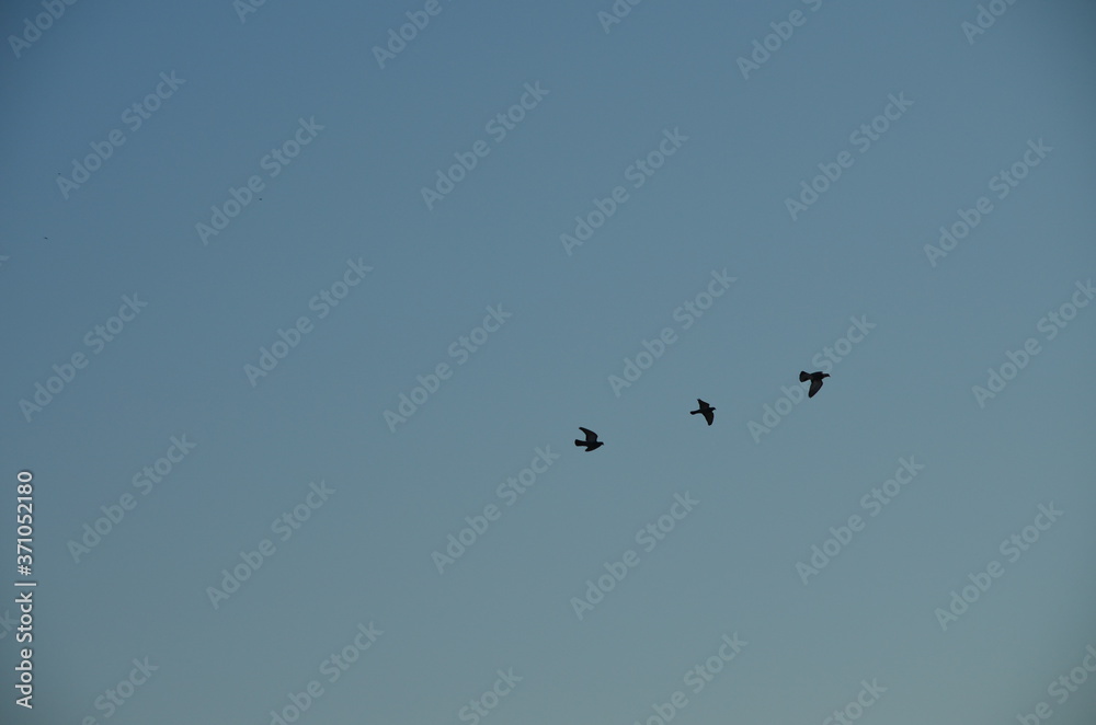 Fototapeta premium birds in flight
