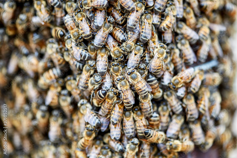 Swarm of Africanized Bees Swarm of Africanized Bees