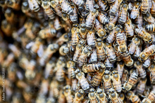 Swarm of Africanized Bees photo