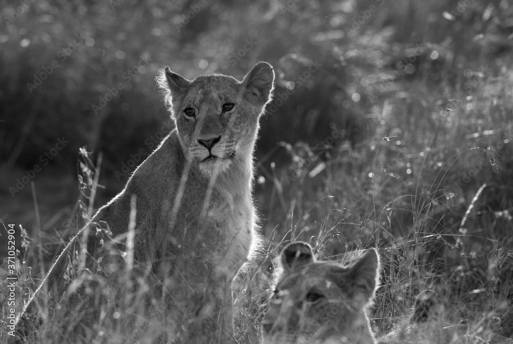 Obraz premium Lions during morning at Masai Mara, Kenya
